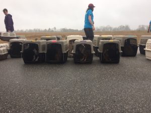 Alabama tornado dogs