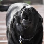 Read more about the article Working Through Reactivity in Real Life: How Do I Stop My Dog From Barking at Everything?